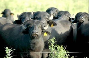 Industria paraguaya inicia producción de alimentos derivados del búfalo
