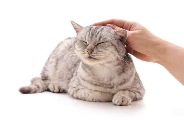 ¿Qué significa si tu gato ronronea demasiado? - Mascotas - ABC Color