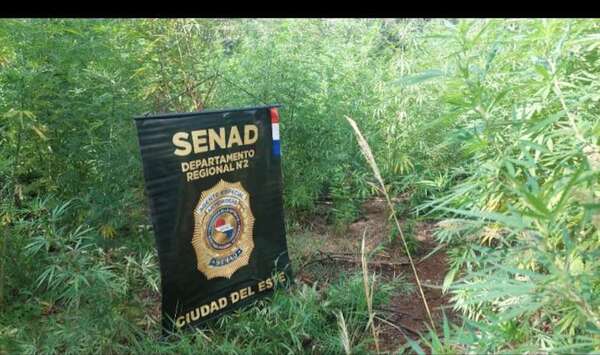 Eliminan cultivo de marihuana a metros de la frontera con Argentina - ABC en el Este - ABC Color