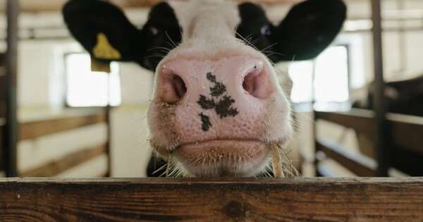 Diario HOY | Carne “made in Paraguay” no representa ninguna amenaza, responden a EEUU