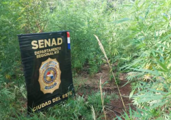Erradican cuatro hectáreas de marihuana en Ñacunday