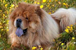 Cuáles son las razas de perro que más sufren en el calor extremo y qué hacer para ayudarlas - Mascotas - ABC Color
