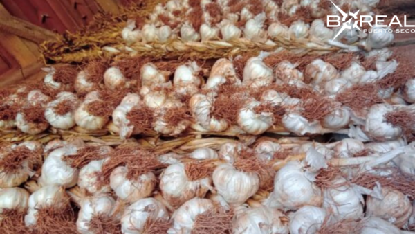 Buscan impulsar la reactivación del cultivo de ajo en Paraguay - Unicanal