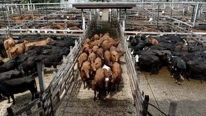 Argentina reduce el envío de animales a faena un 4,6% durante enero