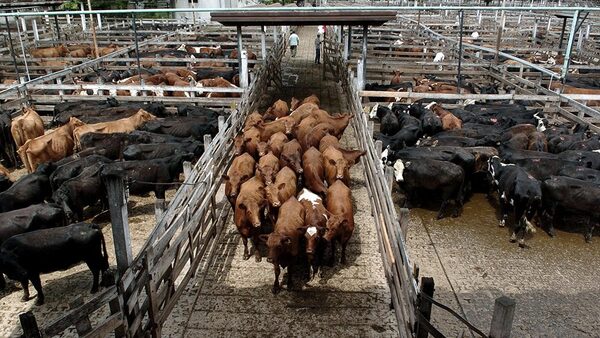 Argentina reduce el envío de animales a faena un 4,6% durante enero