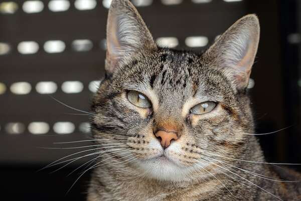 ¿Qué dice la posición de las orejas de tu gato sobre su humor? - Mascotas - ABC Color