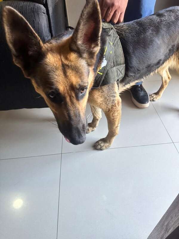 Busco a mis dueños - Encontrá a tu mascota - ABC Color