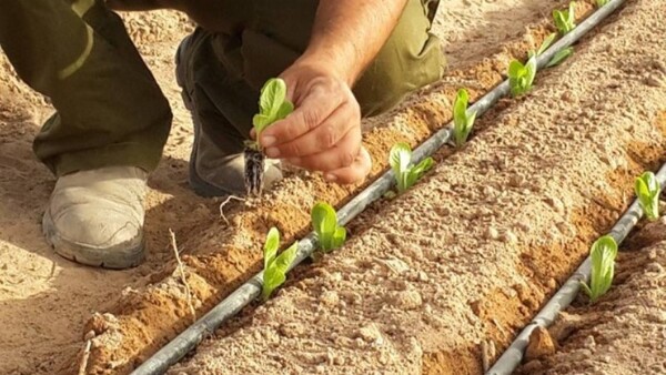 Inspirado en técnicas israelíes, diseñan sistema de riego subterráneo - 1000 Noticias