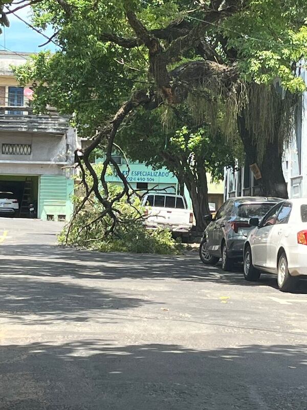 Rama de un árbol grande comienza a caerse - Crónicas Ciudadanas - ABC Color