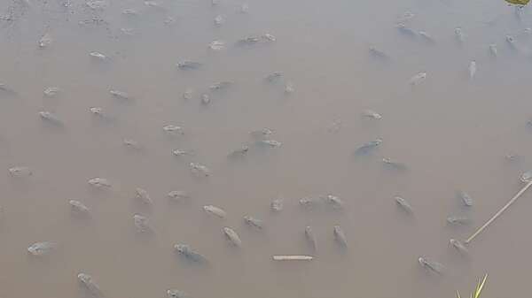 Miles de peces agonizan en el arroyo Montuoso por la sequía y el calor extremo - Nacionales - ABC Color