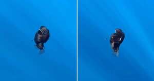 Diario HOY | VIDEO| Terror en el mar: captan a plena luz del día a un pez de las profundidades
