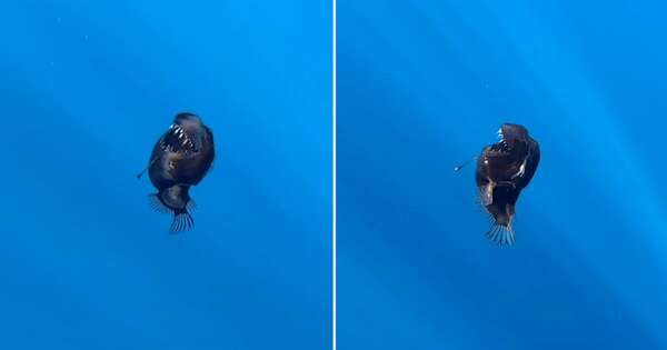 Diario HOY | VIDEO| Terror en el mar: captan a plena luz del día a un pez de las profundidades
