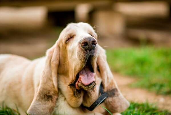 Los perros más tranquilos: compañeros ideales para una vida relajada - Mascotas - ABC Color