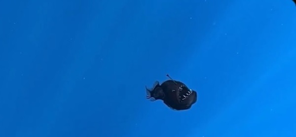 Hallan pez diablo negro en Canarias: un descubrimiento histórico
