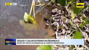 Ñeembucú: miles de peces agonizan por la sequía y el calor extremo - ABC Noticias - ABC Color