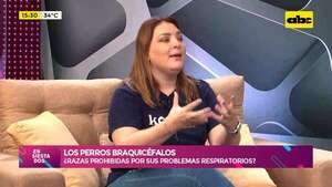 Los perros braquicéfalos: ¿razas prohibidas? por sus problemas respiratorios - ABC TV - ABC Color