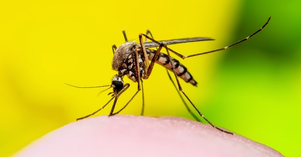 Emiten alerta regional por aumento de casos de fiebre amarilla - trece