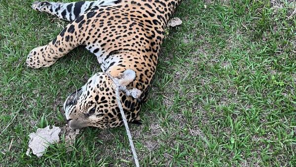 Hallan cadáver de yaguareté en la Reserva Mbaracayú