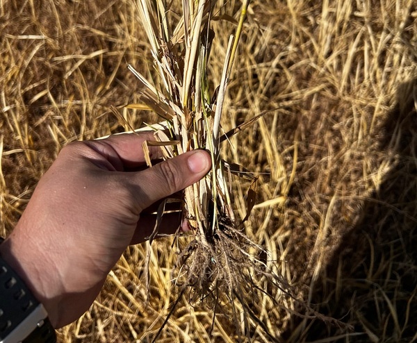 Pasturas tropicales con altos niveles de pérdida: recomiendan resiembra para asegurar forraje