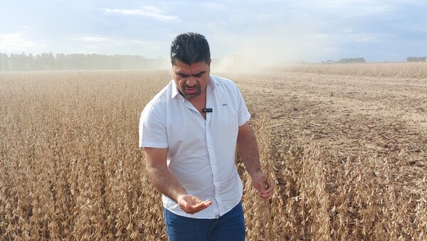 Canindeyú: Sequía impacta fuerte en la producción de soja