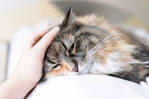La verdad sobre las bolas de pelo en gatos: cómo prevenirlas y tratarlas - Mascotas - ABC Color