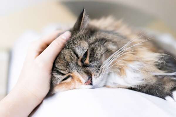La verdad sobre las bolas de pelo en gatos: cómo prevenirlas y tratarlas - Mascotas - ABC Color