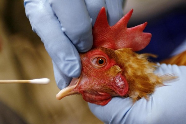 Nueva York: cierran temporalmente mercados de aves tras detectar casos de gripe aviar - 1000 Noticias