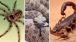 Animales ponzoñosos: ofidismo, escorpionismo y aracnoidismo - 1000 Noticias
