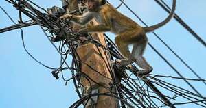 La Nación / Un mono dejó a Sri Lanka sin electricidad
