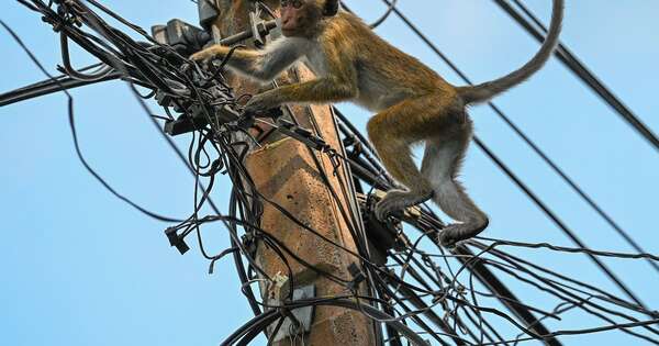 La Nación / Un mono dejó a Sri Lanka sin electricidad
