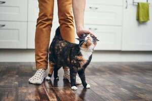 Lo que tu gato realmente quiere cuando te sigue por la casa - Mascotas - ABC Color