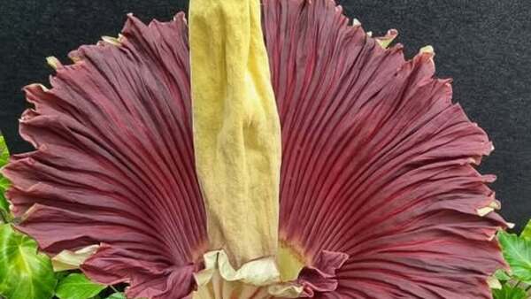 Una enorme "flor cadáver" abre sus pétalos tras 15 años de espera en Australia
