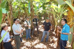 Senave realizará simulacro de contención de Fusarium R4T en banana - .::Agencia IP::.