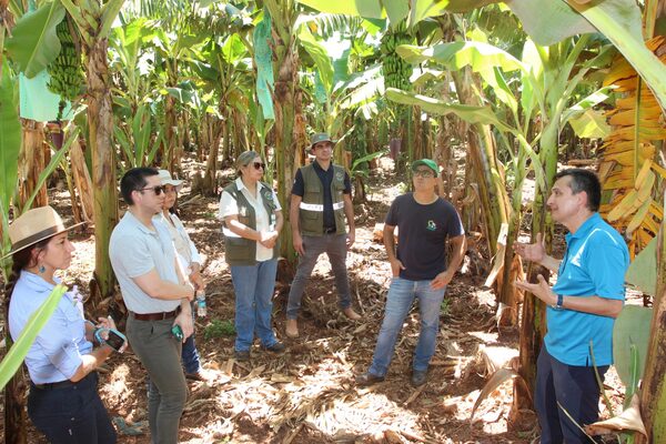 Senave realizará simulacro de contención de Fusarium R4T en banana - .::Agencia IP::.