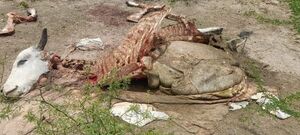 Abigeato en Itacuá: Hallan Restos de un Toro Faenado en Estancia Arecife
