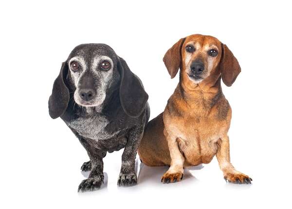 Estas son las razas de perros que más años viven y las que menos viven - Mascotas - ABC Color