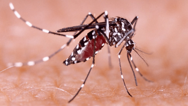 Aumentan los casos de dengue: 159 confirmados en las últimas tres semanas