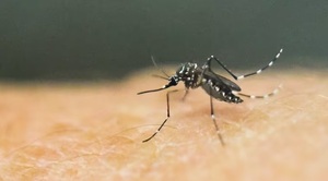 OPS alerta por aumento de casos de fiebre amarilla en la región