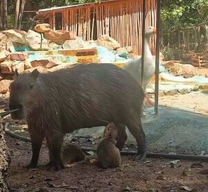 El zoológico de Asunción cuenta con dos nuevos carpinchos que atraen a visitantes - trece