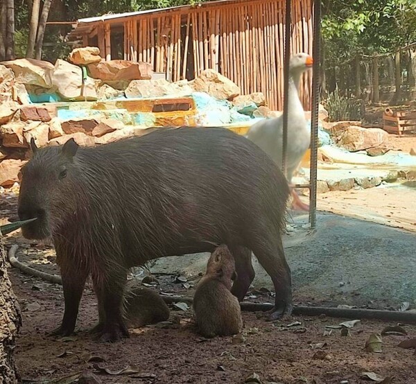 El zoológico de Asunción cuenta con dos nuevos carpinchos que atraen a visitantes - trece