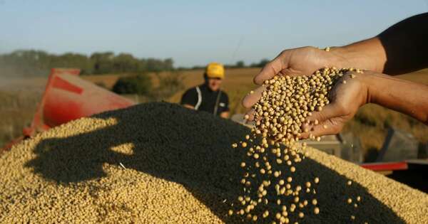 La Nación / Pese a los desafíos climáticos, prosigue la cosecha de soja y avanza la siembra de zafriña
