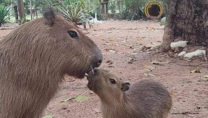 Dos nuevos carpinchos son la atracción del zoológico de Asunción - Unicanal
