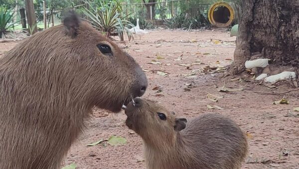 Dos nuevos carpinchos son la atracción del zoológico de Asunción - Unicanal