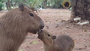 Dos nuevos carpinchos, atraen a niños que visitan el Zoológico de Asunción por vacaciones - ADN Digital
