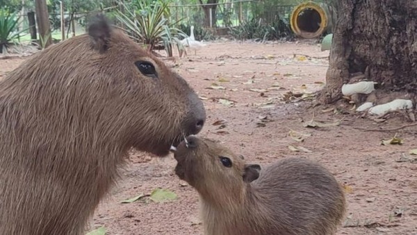 Dos nuevos carpinchos, atraen a niños que visitan el Zoológico de Asunción por vacaciones - ADN Digital