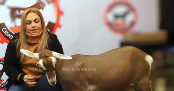 La Nación / Las 5 razones para elegir la cría de cabras dentro de la ganadería