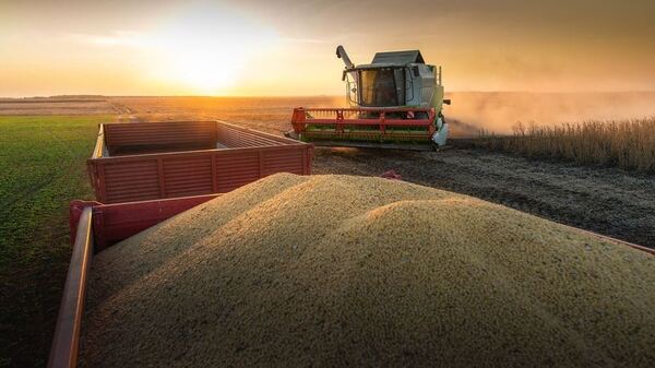 Cumpliendo con el calendario agrícola, prosigue la cosecha de los cultivos de zafra