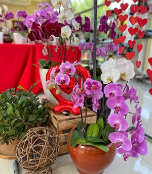 Día de los Enamorados: familias de Central y Cordillera exponen orquídeas en San Lorenzo - .::Agencia IP::.