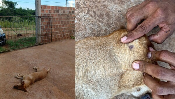Mataron a un perro sin razón alguna: Hay cuatro detenidos