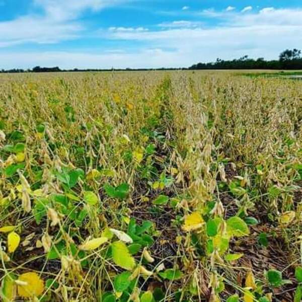 AFD ayudará a productores afectados por la sequía